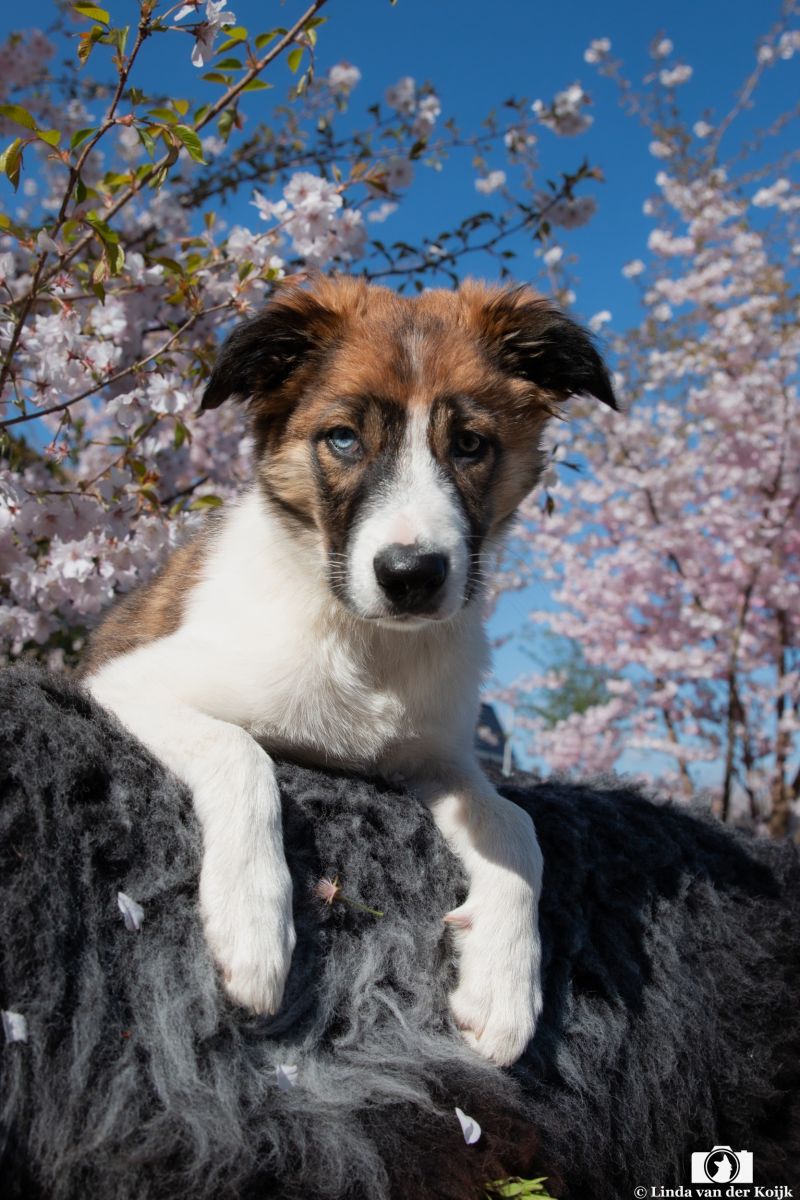 Honden 35