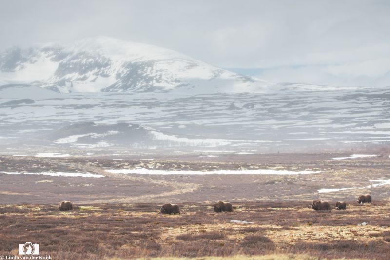 Dovrefjell–Sunndalsfjella National Park 1