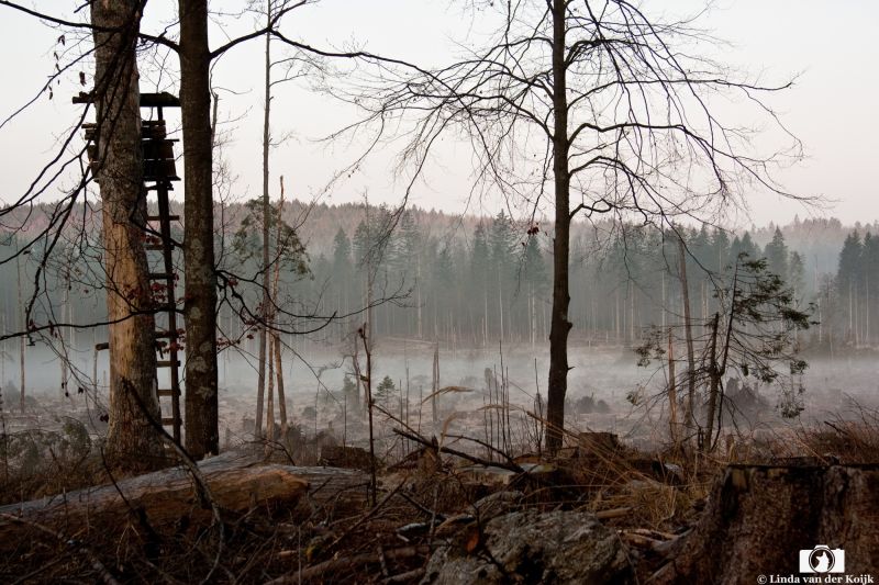 Bayerische Wald