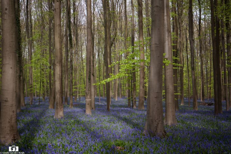 Hallerbos