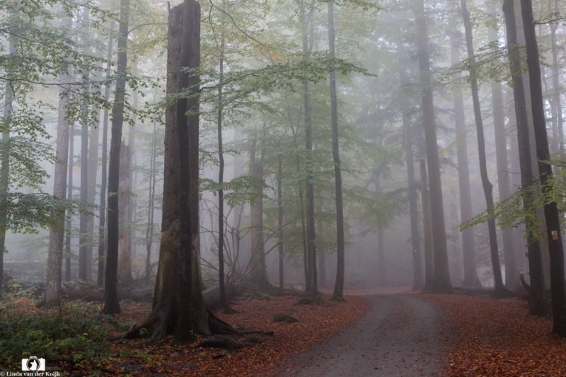 Bayerische Wald 2