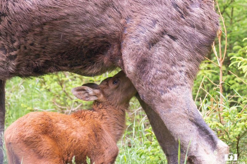 Mama Moose and her Baby 2