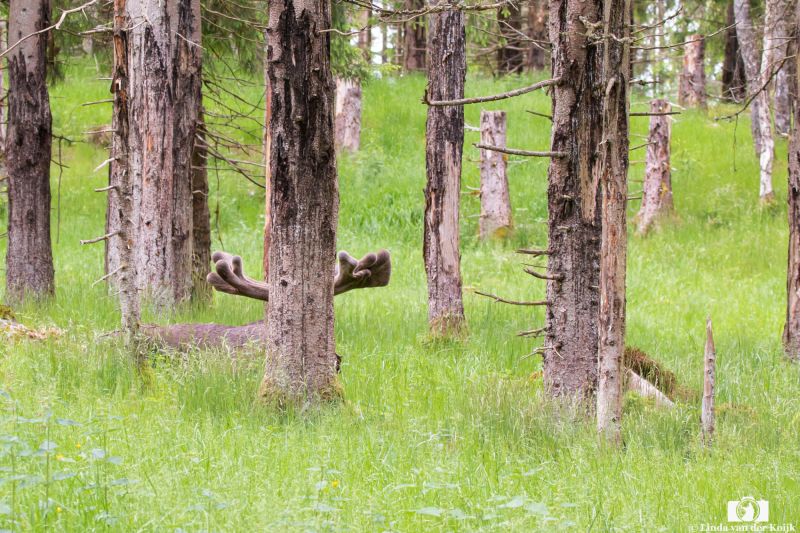 Male Moose in Summer 1