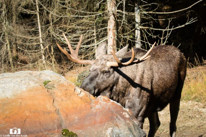 Moose in the Fall 1