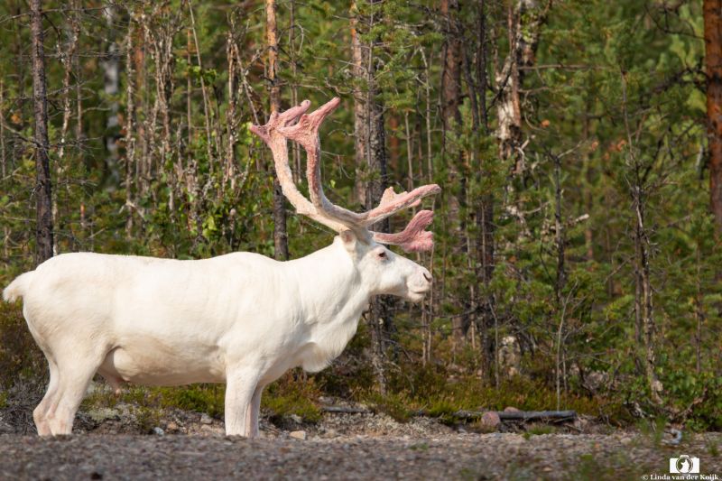 Male White Reindeer in Norway 1