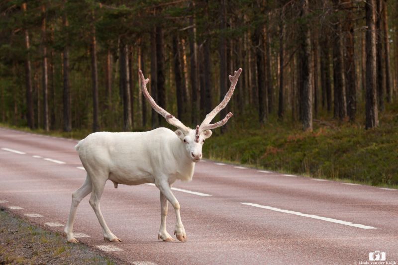 Male White Reindeer in Norway 2