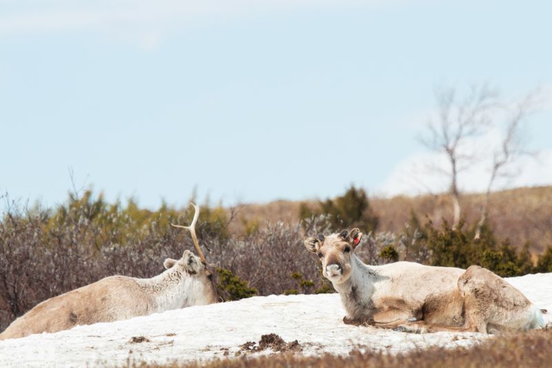 Reindeer in Sápmi