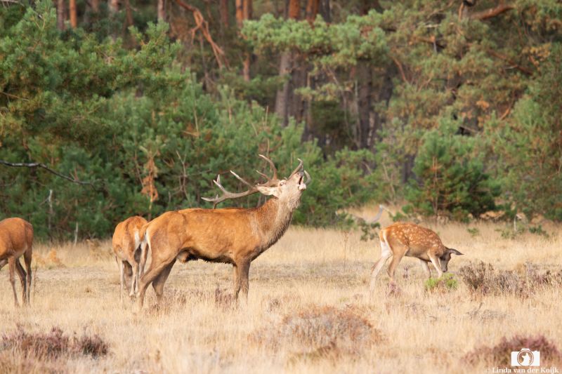 Red Deer during the Rutting Season 2