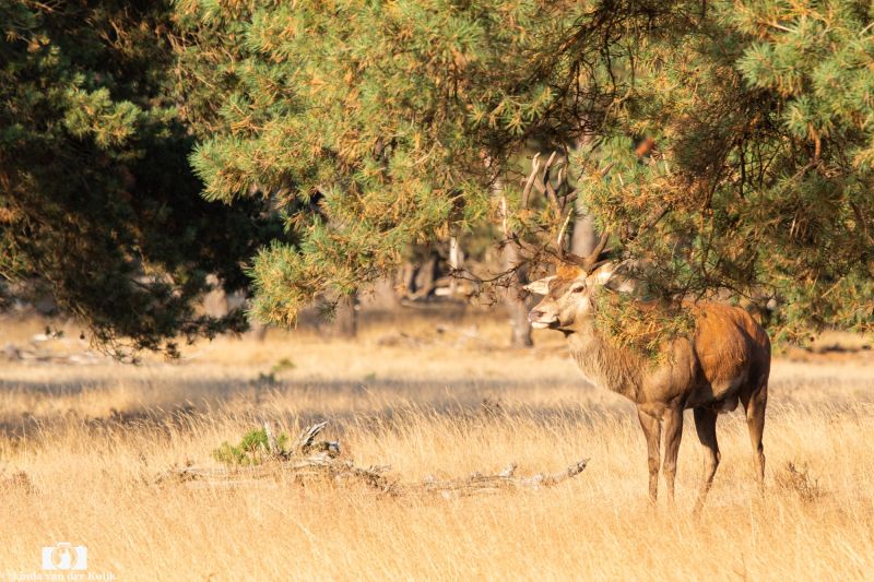 Red Deer male