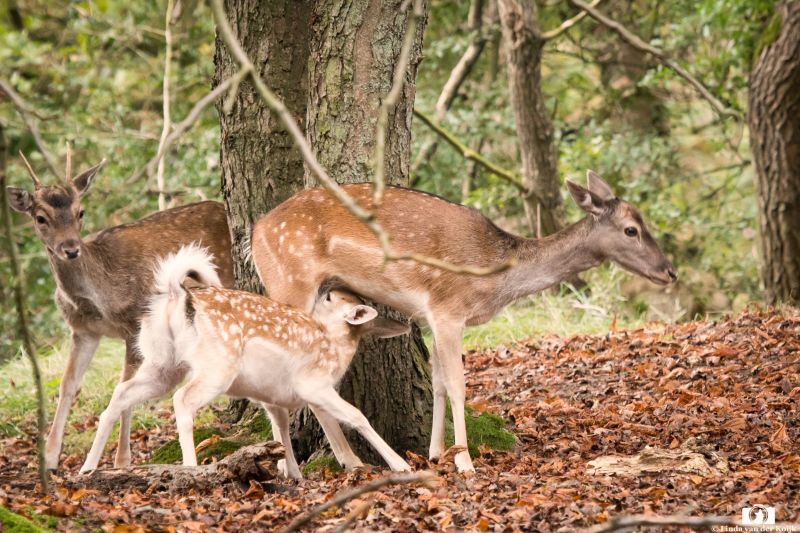 Fallow Deer with young
