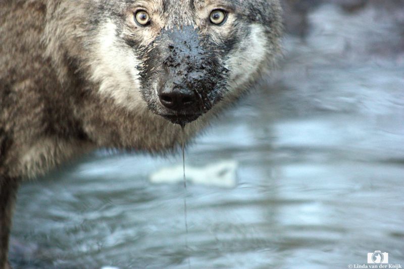 Drooling Wolf