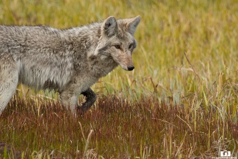 Coyote