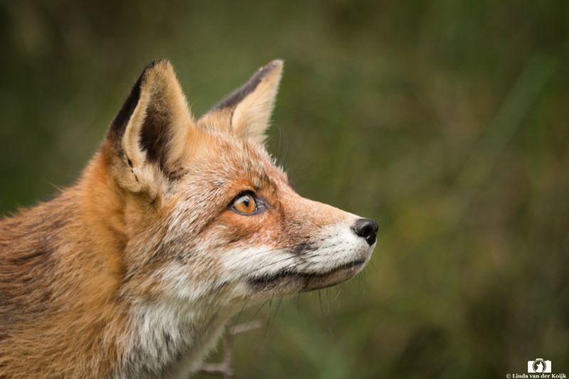 Red Fox 2