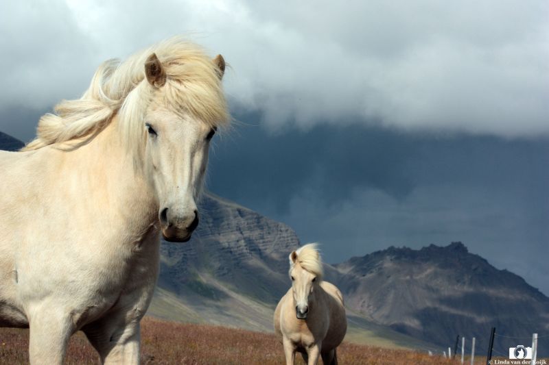 Icelandic Horses running free in an amazing landscape