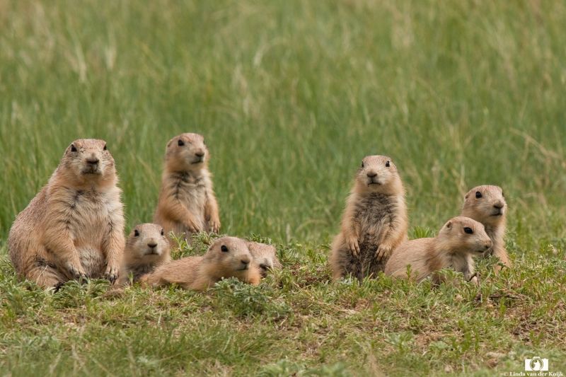 Prairie Dogs