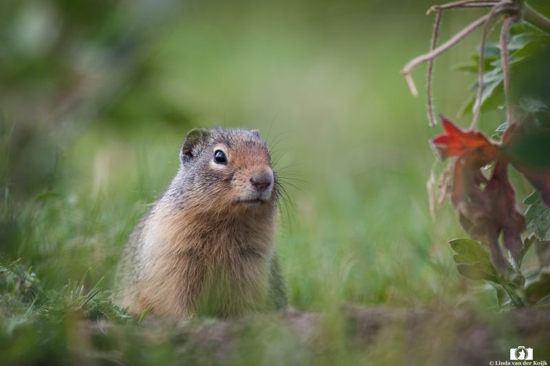 Ground Squirrel