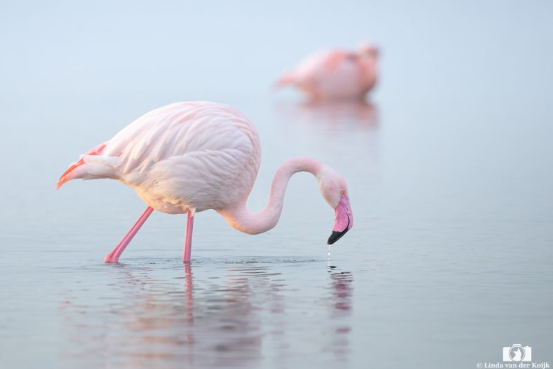 Flamingo 1