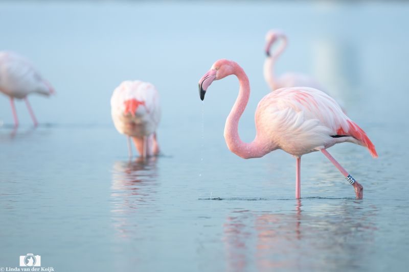 Flamingo 2