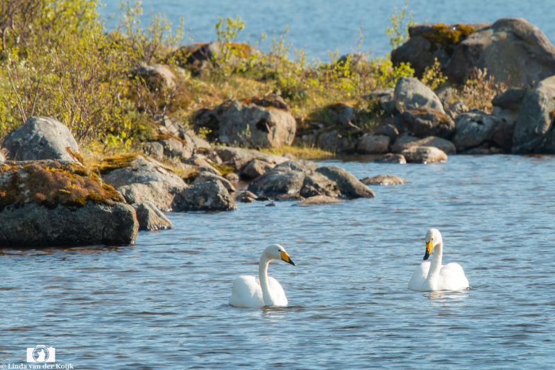 Whooper Swans