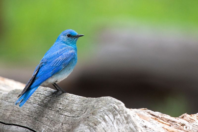 Blue Bird