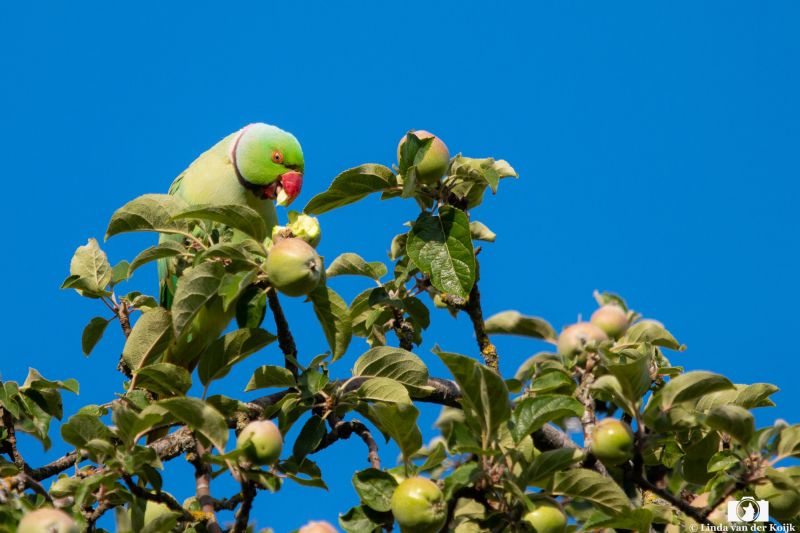 Collar Parakeet